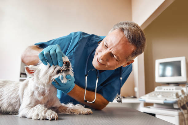 Best Emergency Tooth Extraction in Shannon, GA